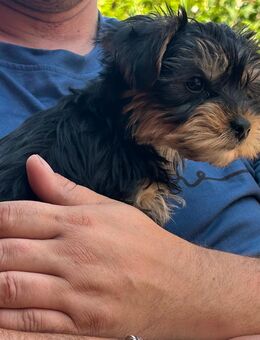 Yorkshire Terrier Rüde - Bleicherode