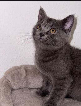 Britischer Kurzhaar - Falkensee