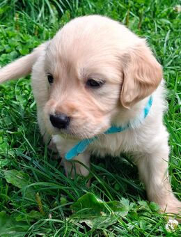 Golden Retriever Welpen - Häg-Ehrsberg