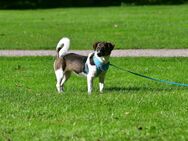 Jack Russell Mix - Harsefeld