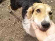 Handicap BordercollieMix Hündin Cuja❤️ - Rambin