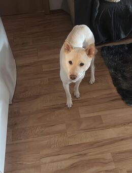 Shiba Inu - Neubrandenburg