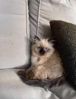 Ragdoll mink - Augsburg