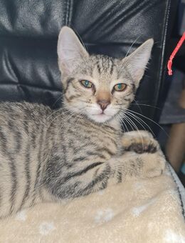 Katze Tiger - Düsseldorf