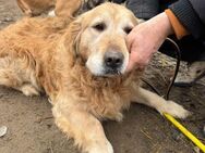 Golden Retriever Rüde, 8 Jahre - Kappeln (Schleswig-Holstein)