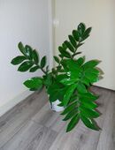 Große Glücksfeder in 13435