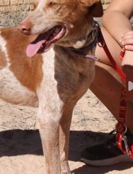 YONNA - unsere Anfängerhündin 💖 - Neudenau