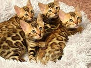 Bengal Kitten mit Stammbaum - Ingolstadt