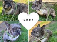 EBBY PP sucht IHRE Herzensmenschen - Neustadt (Rübenberge)