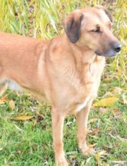 Sanft, kinderlieb mit offenem Wesen ... - Berlin