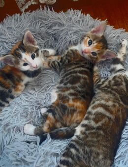 Bengal Kitten, Bengal Mix, Bengal Katze, Katzenbabys, Kitten abzugeben, Katze entwurmt, Europäisch Kurzhaar, Hauskatze, Katzenmädchen, Katzenbabys abzugeben, Bengal Mix Kitten - Frechen