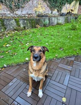 Bo aus 52428 Jülich sucht seine Menschen - Duisburg