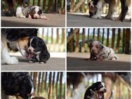Mini Australian Shepherd Welpen - Nieheim