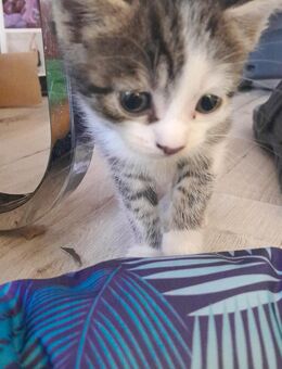 Hausbabykatzen zu verkaufen! - Wiesbaden Kastel