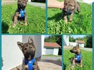 Welpe Krümel sucht Familie - Margetshöchheim