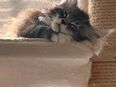XXL Reinrassige Maine Coon Bärchen mit Stammbaum in 50189