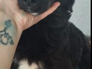 Meike, Labbimix - Bissingen