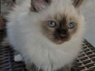 Ragdoll Katzen babys - Schiffweiler