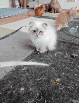 Sehr schöne und liebevoll katzen - Bonn Poppelsdorf