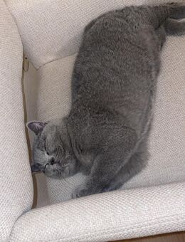 Britisch Kurzhaar Katze - Essen