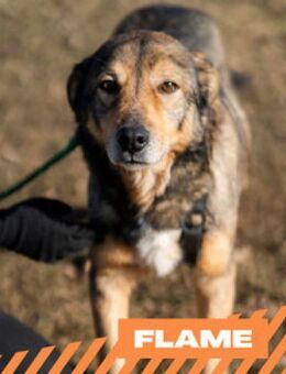 Flame - Zuckerschnute sucht Singleplatz - Berlin