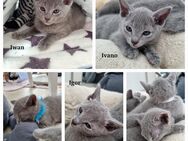 reinrassige Russisch Blau Kitten mit Stammbaum - Dorsten