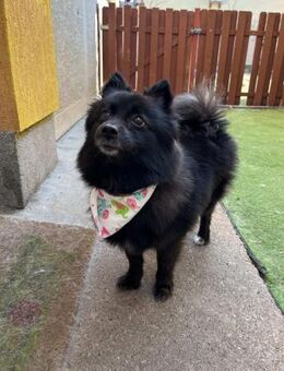 Mable 4-jährihe Kleinspitzhündin - Kassel