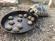 Griechische Landschildkröten NZ 2025 - Werdau Zentrum