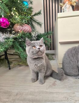 BKH Kitten - Gelsenkirchen Hassel