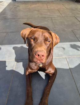 🐾 Labrador Retriever sucht neues Zuhause 🐾 - Ransbach-Baumbach Zentrum