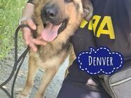 Denver ein Engel auf 4 Pfoten - Flörsheim-Dalsheim