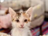 Sophie aus dem Tierschutz - Grevenbroich