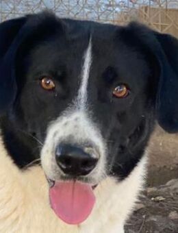 Grecco, geb. ca. 11/2022, Griechenland - Markdorf