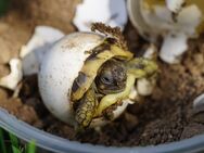 Testudo hermanni boettgeri NZ 2025 griechische Landschildkröte - Freital