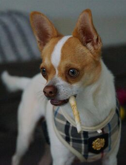 Chico sucht einfühlsames Zuhause - Paderborn