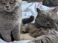 BKH Kitte - Essen