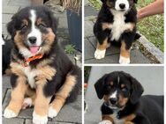 Welpen Berner Sennenhund-/Appenzeller-Mix und reinrassiger Australien Shephert - Otzing