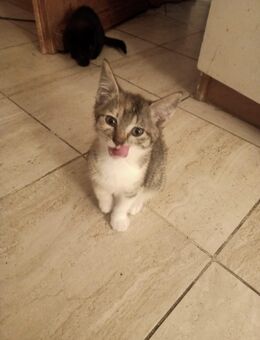 Katzenkind in gutes neues Zuhause abzugeben - Neumarkt-Sankt Veit