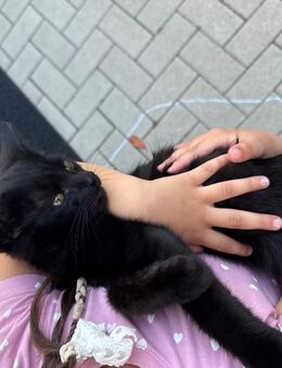 Baby Kater sucht neues zu Hause - Köln