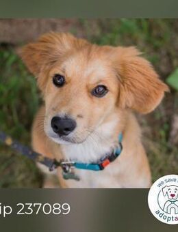 Chip 237089: Hundekind sucht ein Zuhause - Kirchzell