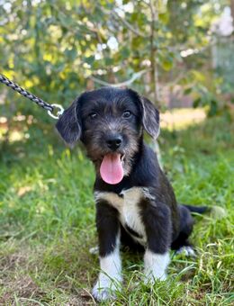 Hundekind Brios möchte die Welt erkunden - Heinsberg