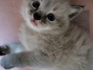 Sibirische Kitten,Neva Masquarade Babykatzen