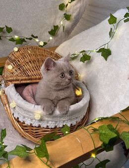 BKH Kitten ab dem 29.09 abzugeben - Delbrück