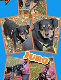 Juro wartet in 91207 Lauf! - Nürnberg