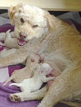 Lagotto Romagnolo - Aichach