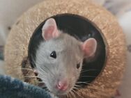 4 junge und liebe Ratten Jungs abzugeben - Rheinfelden