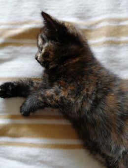 Edelmix Rasselbande (BKH Bengal Russisch Blau Mix) Kitten Kätzchen Katzenbabys - Winterbach (Baden-Württemberg)