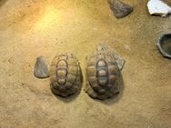 Ägyptische Landschildkröten (Testudo Kleinmanni) - Leer (Ostfriesland) Zentrum