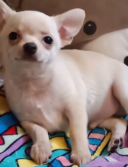 Bildschöne Chihuahua kurzhaar Rüden Welpen creme, weiß - Rheinfelden (Baden)