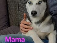Husky Mix Welpe - Kirchheim (Ries)